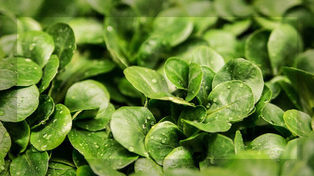 老化予防のために取り入れている抗酸化作用の高い緑葉野菜